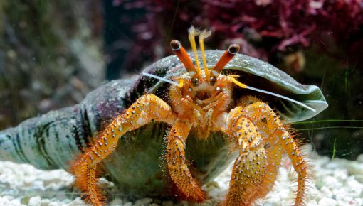 Hermit crab adaptation