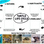 Turtle Life Cycle Activity Turtle Life Cycle