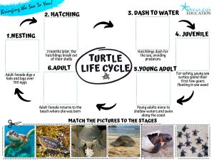 Turtle Life Cycle