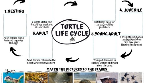 Turtle Life Cycle