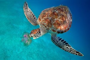 Green turtle