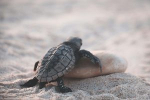 turtle life cycle