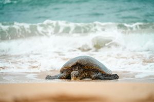 turtle nesting