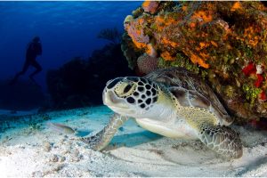 turtle resources