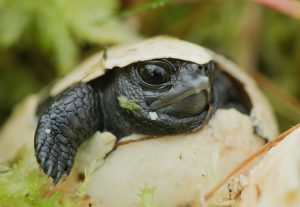 Turtle hatchling
