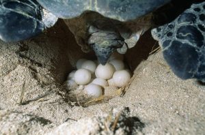 Turtle laying eggs