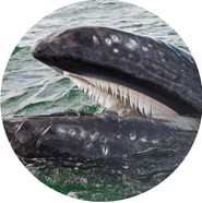 Humpback Whale Baleen