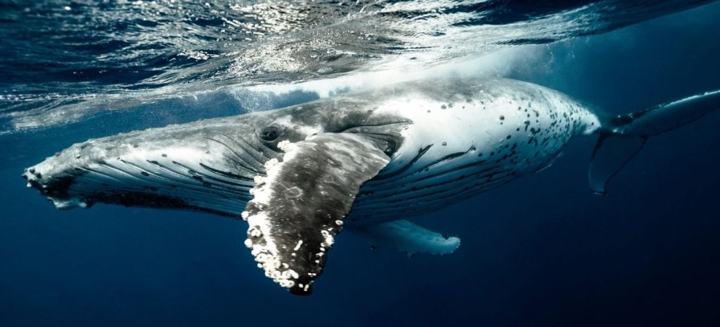 Humpback whale classification