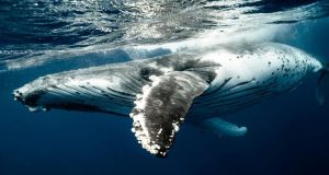 Humpback whale 