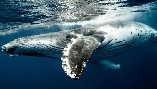 Humpback whale