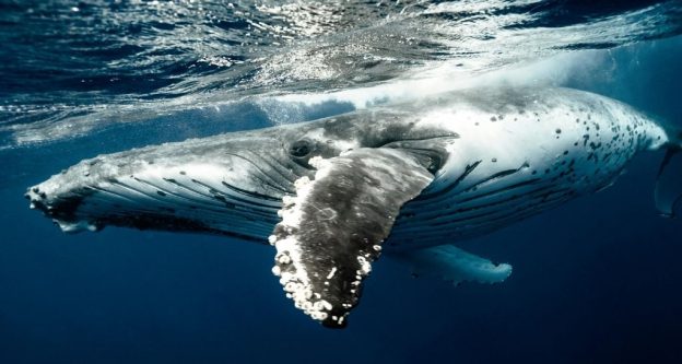 Humpback whale