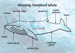 Humpback Whale Anatomy