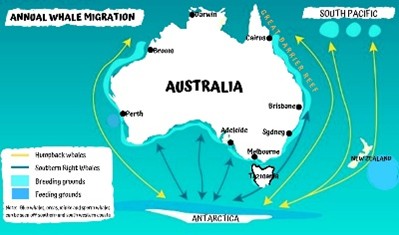 Humpback Whale Migration Map