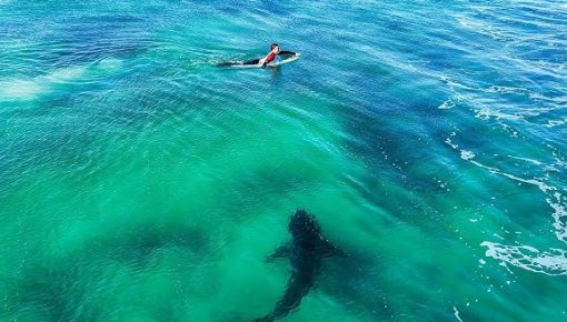 Shark & Surfer