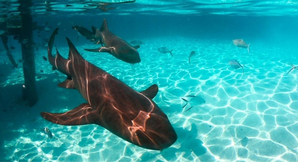 Sharks Resources and Activities