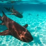 Sharks & Ecosystems