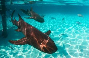 Sharks & Ecosystems