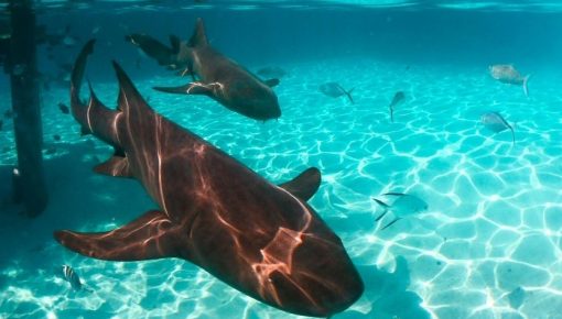 Sharks & Ecosystems