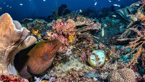 Teach marine biodiversity