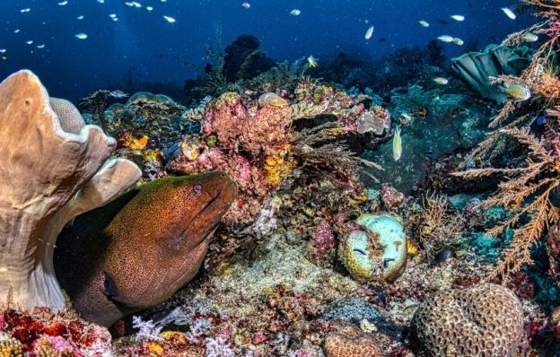 Teach marine biodiversity