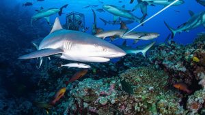 Reef-sharks-swimming-with-other-fish-amongst-the-coral