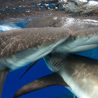 Shark Incursions Brisbane