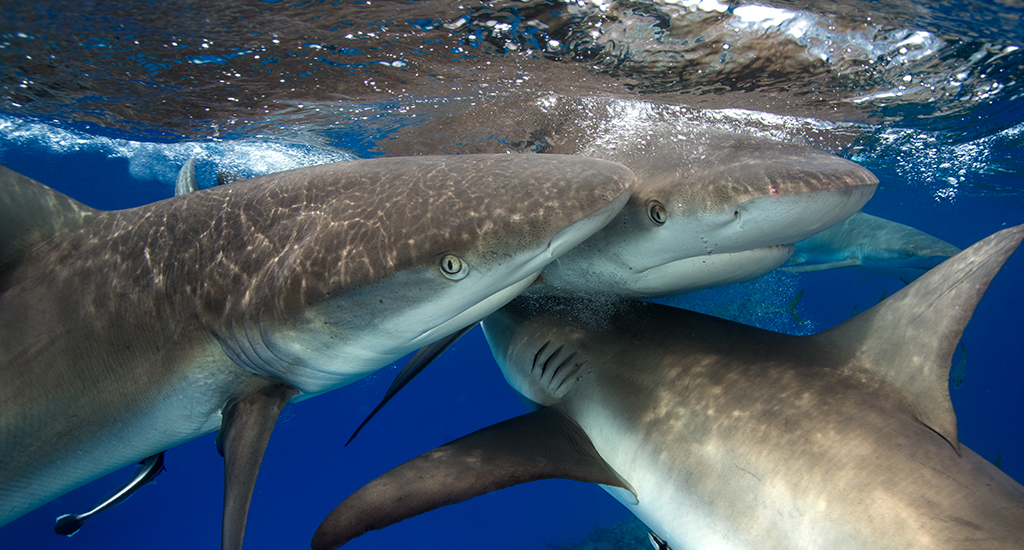 Shark Incursions Brisbane