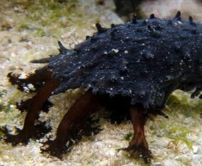 Black sea cucumber adaptation