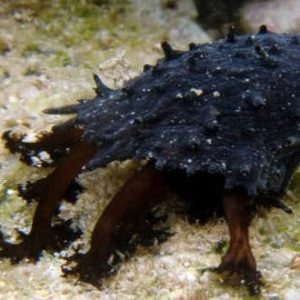 Black sea cucumber adaptation