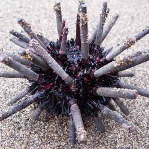 Sea urchin