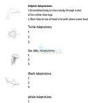 Marine Adaptations for Schools