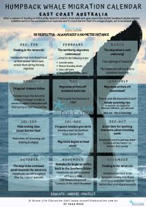 Humpback Whale Migration Calendar for schools