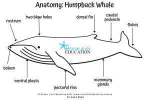 Humpback whale adaptation for schools