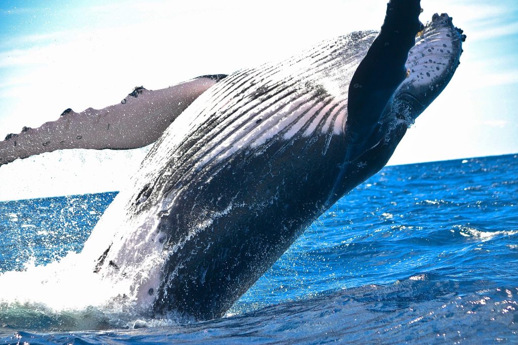 Humpback whales for schools