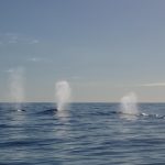Humpback whales for school science