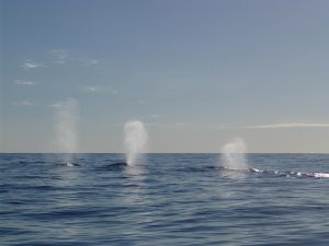 Humpback whale migration