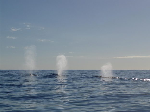 Humpback whale migration