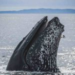 Humpback baleen
