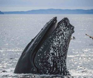 Humpback baleen