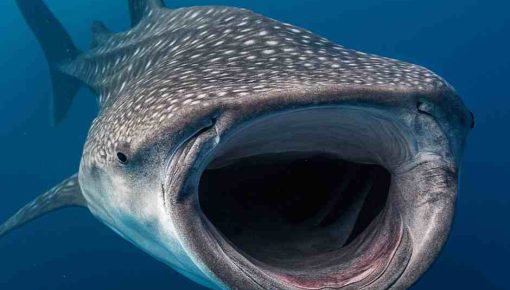 Whale shark fiter feeding