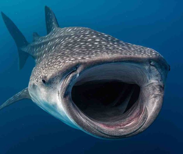 Whale shark fiter feeding