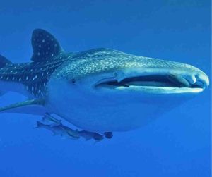 whale shark mouth