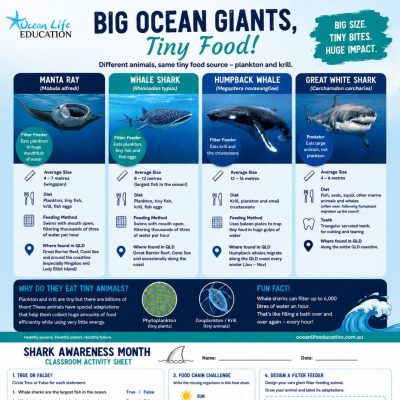 Why Do Whale Sharks Eat Plankton?