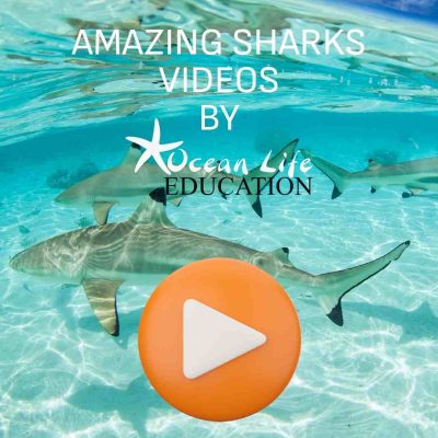 Mini Shark Video Resources