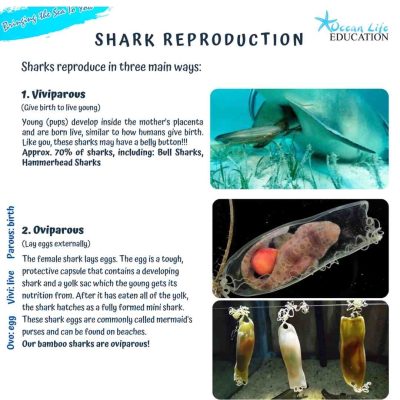 Shark Reproduction Facts