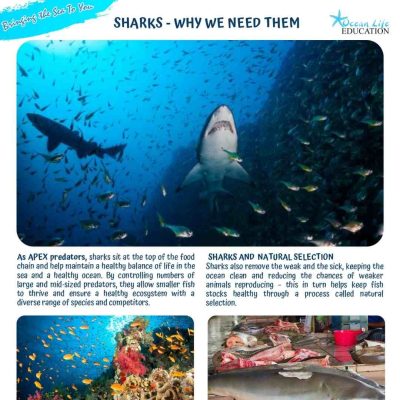 Why We Need Sharks Fact Sheet