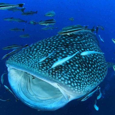 Are Whale Sharks Sharks