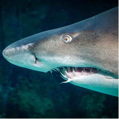 Great White Shark