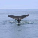 Humpback Whale Watching Guide