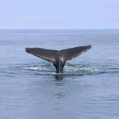 Humpback Whale Watching Guide
